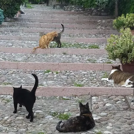 Apartment La Scaletta Cavaion Veronese